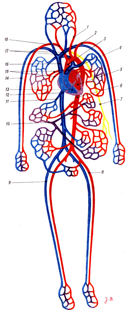 Объяснения к таблице XVII: 1 - левая общая сонная артерия; 2 - левая подключичная артерия; 3 - аорта 4; - легочный ствол; 5 - левая половина сердца; 6 - аорта; 7 - грудной лимфатический проток; 8 - подвздошная артерия; 9 - бедренная вена; 10 - воротная вена; 11 - печёночная вена; 12 - нижняя полая вена; 13 - правая половина сердца; 14 - плечевая вена; 15 - легочные вены; 16 - верхняя полая вена; 17 - плечеголовные вены; 18 - плечеголовной артериальный ствол