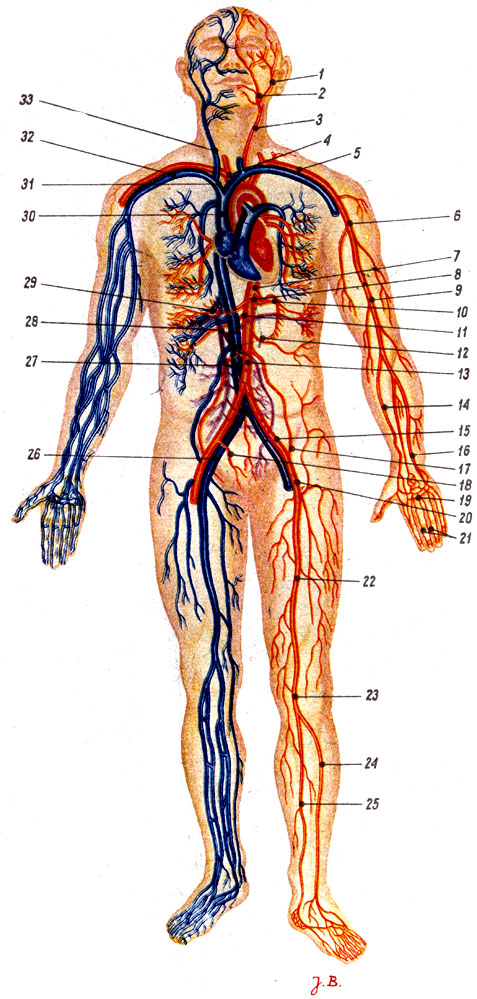 Объяснения к таблице XIX: 1 - поверхностная височная артерия; 2 - лицевая артерия; 3 - левая общая сонная артерия; 4 - плечеголовной ствол; 5 - подключичная артерия; 6 - подкрыльцовая артерия; 7 - грудная аорта; 8 - внутренностный ствол; 9 - плечевая артерия; 10 - селезёночная артерия; 11 - верхняя брыжеечная артерия; 12 - нижняя брыжеечная артерия; 13 - брюшная аорта; 14 - лучевая артерия; 15 - подвздошная артерия; 16 - локтевая артерия; 17 - внутренняя семенная или яичниковая артерия; 18 - внутренняя подвздошная артерия; 19 - ладонные артериальные дуги; 20 - наружная подвздошная артерия; 21 - пальцевые артерии; 22 - бедренная артерия; 23 - подколенная артерия; 24 - передняя большеберцовая артерия; 25 - задняя большеберцовая артерия; 26 - подвздошная вена; 27 - нижняя полая вена; 28 - воротная вена; 29 - печёночная артерия; 30 - верхняя полая вена; 31 - правая плечеголовная вена; 32 - подключичная вена; 33 - внутренняя яремная вена