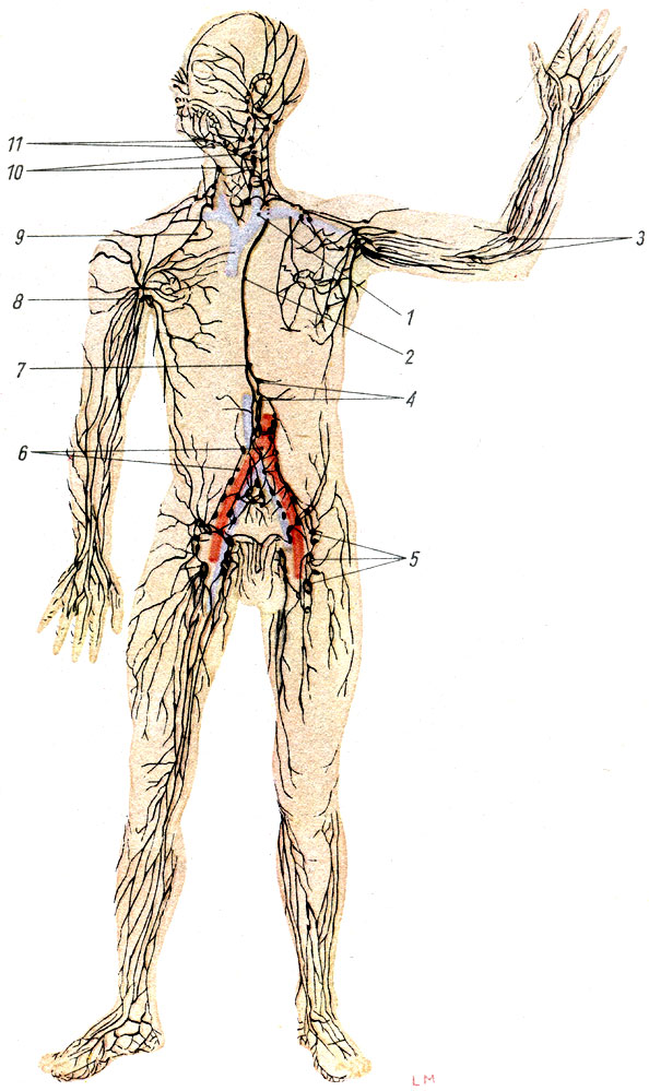 Объяснения к таблице XX: 1 - левый венозный угол; 2 - грудной проток; 3 - локтевые лимфатические узлы; 4 - лимфатические узлы кишок; 5 - паховые лимфатические узлы; 6 - поясничные лимфатические узлы; 7 - хилёзная цистерна; 8 - подкрыльцовые лимфатические узлы; 9 - правый лимфатический проток; 10 - шейные лимфатические узлы; 11 - подчелюстные лимфатические узлы