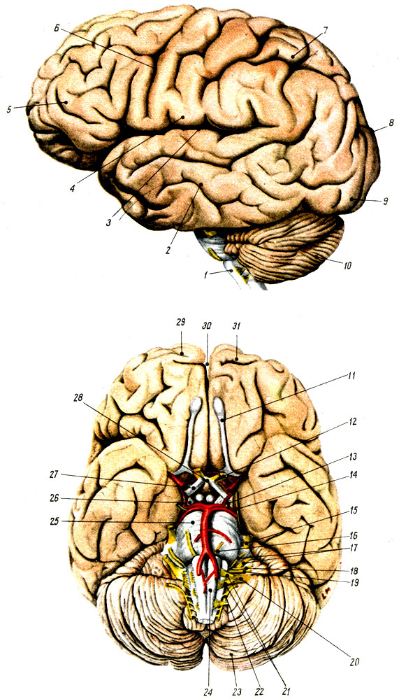 Объяснения к таблице XXI: 1 - продолговатый мозг; 2 - височная доля; 3 - боковая борозда; 4 - мозг; 5 - лобная доля; 6 - центральная борозда; 7 - теменная доля; 8 - затылочно-теменная борозда; 9 - затылочная доля; 10 - мозжечок; 11 - обонятельный тракт; 12 - зрительный нерв; 13 - глазодвигательный нерв; 14 - блоковой нерв; 15 - тройничный нерв; 16 - отводящий нерв; 17 - лицевой нерв; 18 - слуховой нерв; 19 - языкоглоточный нерв; 20 - блуждающий нерв; 21 - подъязычный нерв; 22 - добавочный нерв; 23 - мозжечок; 24 - продолговатый мозг; 25 - мост; 26 - ножки мозга; 27 - зрительный тракт; 28 - перекрест зрительных нервов; 29 - правое полушарие большого мозга; 30 - продольная щель мозга; 31 - левое полушарие большого мозга