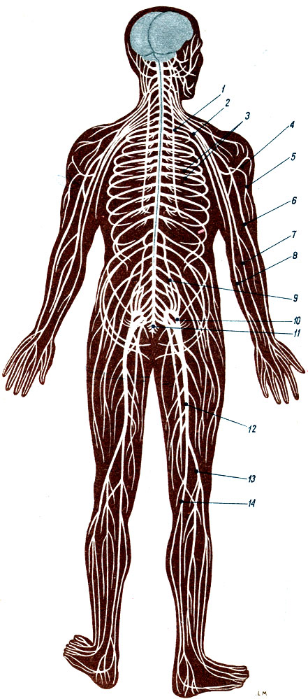 Объяснения к таблице XXIII:  1 - диафрагмальный нерв; 2 - плечевое сплетение; 3 - межреберные нервы; 4 - подмышечный нерв; 5 - мышечно кожный нерв; 6 - лучевой нерв; 7 - срединный нерв; 8 - локтевой нерв; 9 - поясничное сплетение; 10 - крестцовое сплетение; 11 - срамное и копчиковое сплетение; 12 - седалищный нерв; 13 - общий малоберцовый нерв; 14 - большеберцовый нерв
