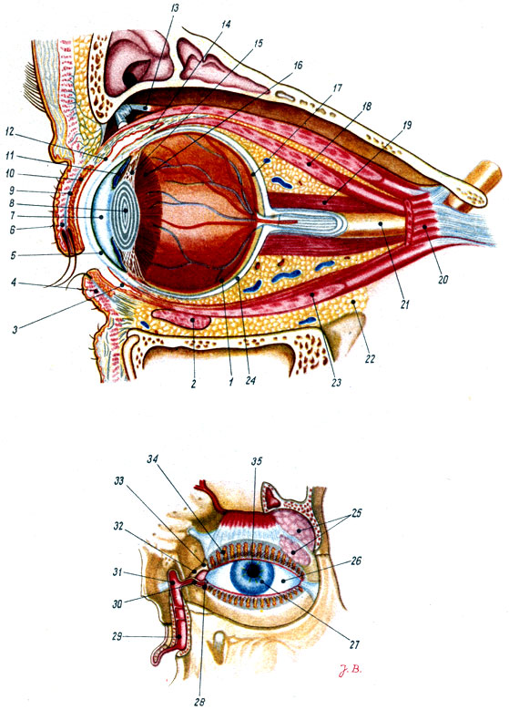 Объяснения к таблице XXV: 1 - сетчатая оболочка; 2 - нижняя косая мышца глаза; 3 - нижний свод конъюнктивы; 4 - нижнее веко; 5 - роговая оболочка; 6 - верхнее веко; 7 - передняя камера глазного яблока; 8 - хрусталик; 9 - тарзальная пластинка; 10 - тарзальные железы; 11 - радужная оболочка; 12 - соединительнотканная оболочка; 13 - верхняя косая мышца глаза; 14 - верхний свод конъюнктивы; 15 - ресничный поясок; 16 - цилиарное тело; 17 - сосудистая оболочка; 18 - верхняя прямая мышца глаза; 19 - медиальная прямая мышца глаза; 20 - латеральная прямая мышца глаза; 21 - зрительный нерв; 22 - жировое тело глазной впадины; 23 - нижняя прямая мышца глаза; 24 - белочная оболочка; 25 - слёзная железа; 26 - белочная оболочка; 27 - радужная оболочка; 28 - нижняя слёзная точка; 29 - носослёзный канал; 30 - нижний слёзный каналец; 31 - слёзный,мешочек; 32 - верхний слёзный каналец; 33 - верхняя слёзная точка; 34 - тарзальные железы; 35 - значок