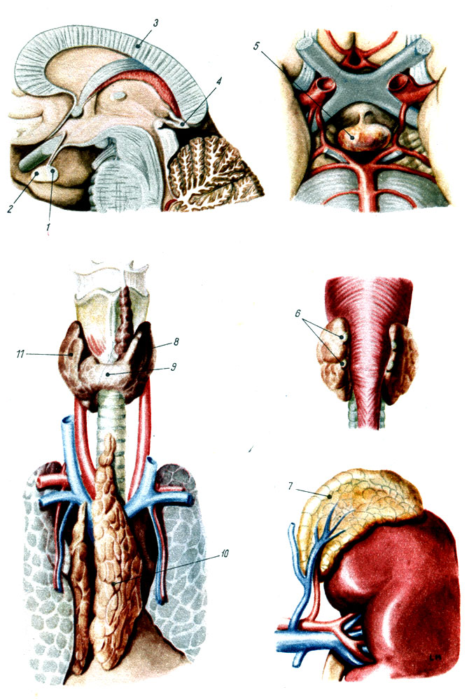 Объяснения к таблице XXVII: 1 - задняя доля нижнего придатка мозга; 2 - передняя доля нижнего придатка мозга; 3 - мозолистое тело; 4 - верхний придаток мозга; 5 - нижний придаток мозга; 6 - околощитовидные железы; 7 - надпочечная железа; 8 - левая доля щитовидной железы; 9 - перешеек щитовидной железы; 10 - вилочковая железа; 11 - правая доля щитовидной железы
