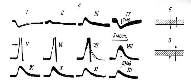 . 32.        l    .  -   ,    m. biceps-semitendinosus          I  m. quadriceps (Coombs, Eccles a. Fatt, 1955b).      ,    l,    40  . I-III -      l-  ,     (-59 ); IV -            (-27 ); V-XII -     ( 3.2 x 10-8    60 .);      ;       VI  VII  . ,  -     Cl-    ()   ()      KCl;        Cl- (Eccles, 1961a).    -   .       l-