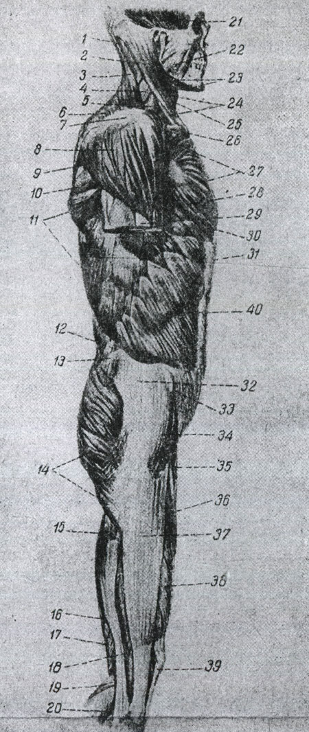 Рис. 25. Мышцы боковой поверхности туловища (Браус.) 1 - полуостистая мышца головы, 2 - грудино-ключично-сосковая мышца, 3 - ременная мышца, 4 - мышца, поднимающая лопатку, 5 - средняя лестничная мышца, 6 - трапецевидная мышца, 7 - акромиальный отросток, 8 - дельтовидная мышца, 9 - полостная мышца, 10 - большая круглая мышца, 11 - широкая мышца спины, 12 - поясничный треугольник, 13 - гребешок подвздошной кости, 14 - большая ягодичная мышца, 15 - двуглавая мышца бедра (длинная головка), 16 - полусухожильная мышца, 17 - полуперепончатая мышца, 18 - короткая головка двуглавой мышцы бедра, 19 - подошвенная мышца, 20 - икроножная мышца, 21 - височная мышца, 22 - жевательная мышца, 23 - двубрюшная мышца, 24 - подъязычно-лопаточная мышца, 25 - грудино-подъязычная мышца, 26 - ключица, 27 - большая грудная мышца, 28 - двуглавая мышца плеча, 29 - внутренняя мышца плеча, 30 - брюшная часть большой грудной мышцы, 31 - влагалище прямой мышцы живота, 32 - апоневроз средней ягодичной мышцы, 33 - верхняя передняя ость подвздошной кости, 34 - мышца, напрягающая широкую фасцию, 35 - портняжная мышца, 36 - прямая мышца бедра, 37 - подвздошно-берцовая полоска или полоска Мессиа, 38 - наружная головка четырехглавого разгибателя, 39 - надколенная косточка, 40 - наружная косая мышца