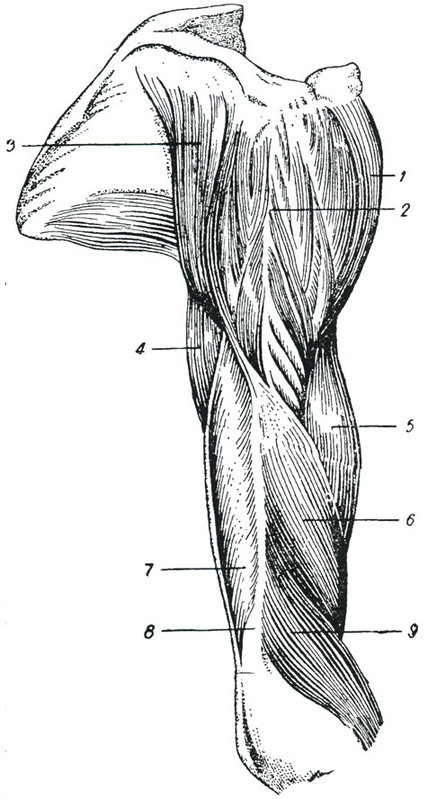 Рис. 33. Дельтовидная мышца, 1 - ключичная часть дельтовидной мышцы, 2 - акромиальная часть, 3 - лопаточная часть, 4 - длинная головка трехглавого разгибателя, 5 - двуглавая мышца плеча, 6 - плече-лучевая мышца, 7 - наружная головка трехглавой мышцы плеча, 8 - наружная межмышечная перегородка, 9 - длинный лучевой разгибатель