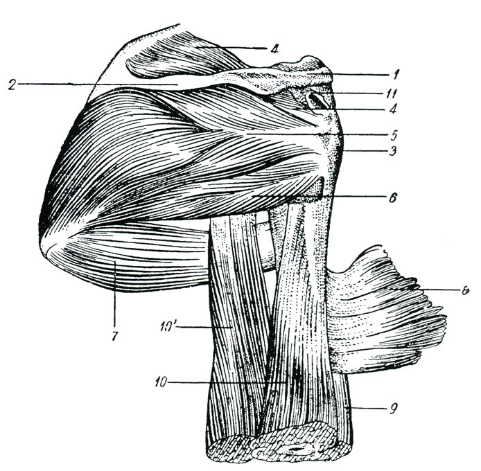 Рис. 34. Мышцы плечевого сустава. 1 - акромиальный отросток, 2 - лопаточная ость, 3 - большой бугор плечевой кости, 4 - надостная мышца, 5 - подостная мышца, 6 - малая круглая мышца, 7 - большая круглая мышца, 8 - сухожильная часть дельтовидной мышцы, 9 - внутренняя мышца плеча, 10 - длинная головка трехглавого разгибателя плеча, 10' - наружная головка трехглавого разгибателя плеча, 11 - поддельтовидная, или подакромиальная, слизистая сумочка