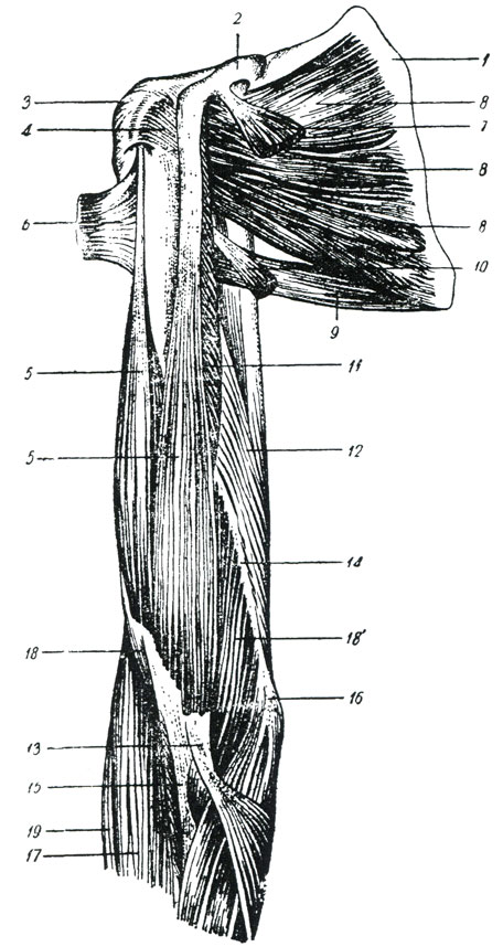 Рис. 35. Двуглавая мышца плеча. (Тольдт.) 1 - лопатка, 2 - клювовидный отросток,3 - большой бугор плечевой кости, 4 - малый бугор плечевой кости, 5 - длинная и короткая головки двуглавой мышцы плеча, 6 - сухожилье большой грудной мышцы, 7 - сухожилье малой грудной мышцы, 8 - подлопаточная мышца, 9 - большая круглая мышца, 10 - сухожилье широкой мышцы спины, 11 - клюво-плечевая мышца, 12 - трехглавый разгибатель плеча, 13 - сухожильная ножка двуглавой мышцы плеча к апоневрозу, 14 - внутренняя мышечная перегородка плеча, 15 - сухожилье двуглавой мышцы плеча, 16 - внутренний мыщелок плечевой кости, 17 - плече-лучевая мышца, 18 и 18' - внутренняя мышца плеча, 19 - длинный лучевой разгибатель кистевого сустава