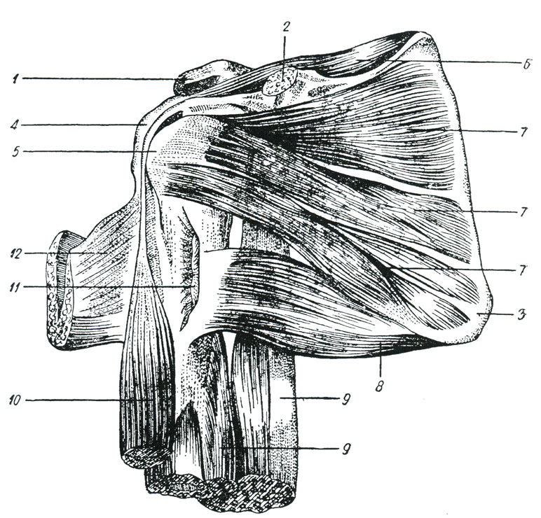 Рис. 36. Мышцы плечевого сустава - вид спереди. (Тольдт.) 1 - акромиальный отросток в соединении с акромиальным концом ключицы, 2 - клювовидный отросток, 3 - нижний угол лопатки, 4 - большой бугор плечевой кости, 5 - малый бугор плечевой кости, 6 - надостная мышца, 7 - подлопаточная мышца, 8 - большая круглая мышца, 9 - длинная и внутренняя головки разгибателя плеча, 10 - длинная головка двуглавой мышцы плеча, 11 - сухожилье широкой мышцы спины, 12 - сухожилье большой грудной мышцы