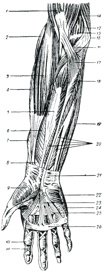 Рис. 40. Мышцы ладонного поверхностного слоя предплечья. (Браус.) 1 - дистальное прикрепление двуглавой мышцы плеча, 2 - длинный лучевой разгибатель кистевого сустава, 3 - плече-лучевая мышца, 4 - короткий лучевой разгибатель кистевого сустава, 5 - лучевой сгибатель кистевого сустава, 6 - длинный сгибатель большого пальца, 7 - длинная отводящая большой палец мышца, 8 - глубокая пластинка фасции предплечья, в которую переходят волокна сухожилья плече-лучевой мышцы, 9 - фасция возвышения большого пальца, 10 - кольцевидная связка костно-фиброзного влагалища пальца, 11 - его крестообразная связка, 12 - внутренняя межмышечная перегородка, 13 - внутренняя мышца плеча, 14 - трехглавый разгибатель плеча, 15 - круглая поворачивающая предплечье кнутри, 16 - внутренний мыщелок плечевой кости, 17 - сухожильная ножка двуглавой мышцы плеча к апоневрозу предплечья (lacertus fibrosus), 18 - длинная ладонная мышца, 19 - локтевой сгибатель кистевого сустава, 20 - общий поверхностный сгибатель пальцев, 21 - ладонная поперечная связка запястья, 22 - короткая ладонная мышца, 23 - ладонный апоневроз, 24 - фасция возвышения пятого пальца, 25 - поперечные волокна ладонного апоневроза, 26 - плавательная связка