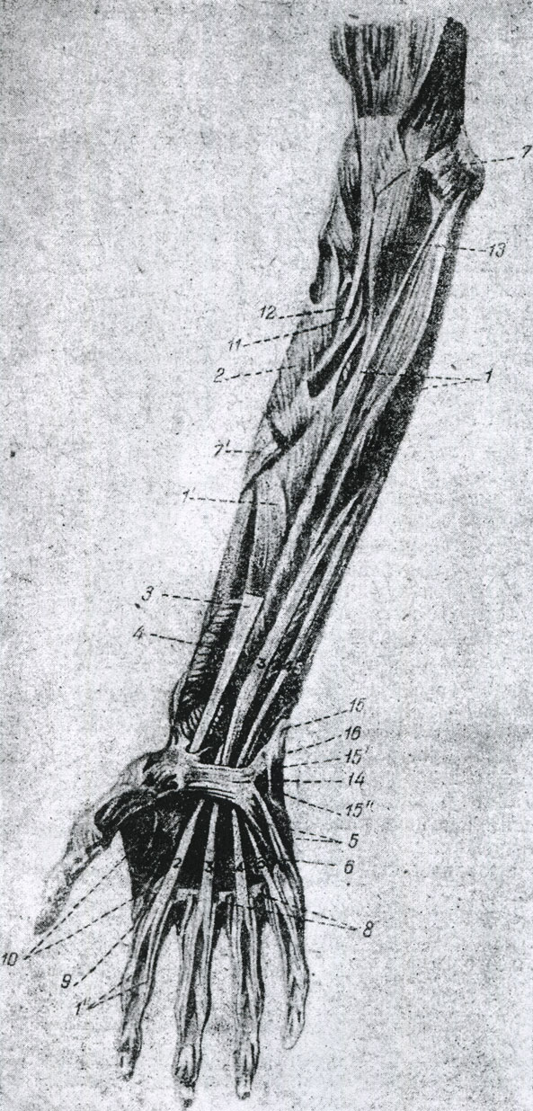 Рис. 45. Второй слой мышц передней поверхности предплечья. (Браус). 1 - поверхностный сгибатель пальцев, 2 - мышца, собственно поворачивающая предплечье кнаружи, 3 - сухожилье лучевого сгибателя и его фиброзное влагалище, образованное раздвоением поперечной связки запястья, 4 - мышца квадратная, поворачивающая предплечье кнутри, 5 - мышца, противопоставляющая V палец, 6 - сгибатель V пальца, 7 - мышца круглая, поворачивающая предплечье кнутри, 8 - поперечная межголовчатая связка, 9 - обрезанная часть червеобразной мышцы с ее сухожильем, 10 - первая наружная межкостная мышца, 11 - сухожилье двуглавой мышцы плеча, 12 - его слизистая сумочка, 13 - дистальная часть внутренней плечевой мышцы, 14 - поперечная связка запястья, 15 - сухожилье локтевого сгибателя с  его прикреплением на 15' - крючковатой кисти (lig. piso-hamatum), на 15' - пятой пястной кисти (lig. piso-metacarpeum), 16 - гороховидная косточка