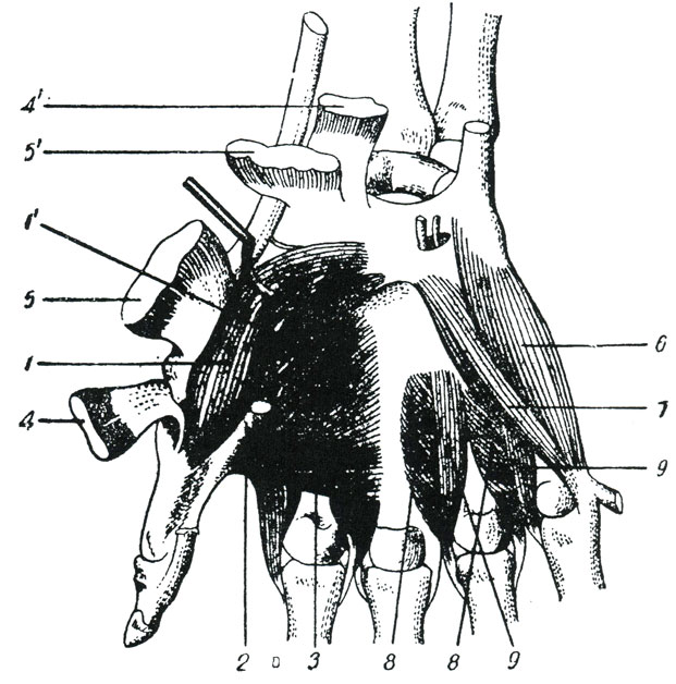 Рис. 50. Мышцы пальцев ладонной поверхности кисти. 1 - короткий сгибатель большого пальца с двумя головками поверхностной (1) и глубокой (1'), поверхностная головка отвернута, чтобы показать желобок, образованный ею и глубокой головкой, где располагается сухожилье длинного сгибателя большого пальца, 2 - сухожилье длинного сгибателя большого пальца, 3 - приводящая мышца большого пальца, 4 и 4' - начало и прикрепление отводящей мышцы большого пальца, 5 и 5' - начало и прикрепление противопоставляющей мышцы большого пальца, 6 - отводящая V палец мышца, 7 - короткий сгибатель пятого пальца, 8 - наружные межкостные мышцы, выступающие одной головкой на ладонной стороне, 9 - внутренние межкостные мышцы