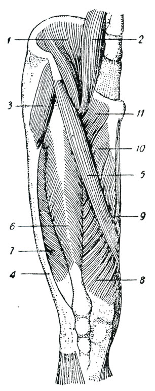 Рис. 61. Мышцы передней поверхности бедра. (Sappey.) 1 - подвздошная часть подвздошно-поясничной мышцы', 2 - поясничная часть подвздошно-поясничной мышцы (большая поясничная), 3 - мышца' напрягающая широкую фасцию, 4 - подвздошно-берцовая полоска (полоска Меесиа), 5 - портняжная мышца, 6 - прямая мышца бедра, 7 - наружная головка четырехглавого разгибателя колена, 8 - внутренняя головка четырехглавого разгибателя голени, 9 - внутренняя прямая мышца бедра, 10 - длинная приводящая мышца, 11 - гребешковая мышца