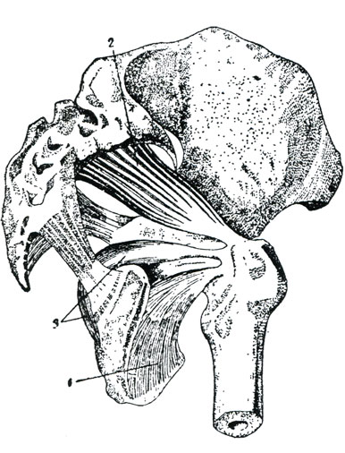 Рис. 68. Глубокий слой мышц ягодичной области. (Шпальтегольц). 1 - наружная запирательная мышца, 2 - грушевидная мышца, 3 - внутренняя запирательная мышца