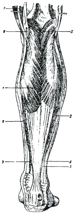 Рис. 70. Мышца заднего поверхностного слоя голени. (Шпальтегольц.) Трехглавая мышца голени: 1 - икроножная мышца, 2 - камбаловидная мышца, 3 - сухожилье общего длинного сгибателя пальцев, 4 - длинная малоберцовая, 5 - короткая малоберцовая, 6 - подошвенная мышца, 7 - сухожилье полуперепончатой мышцы, 8 - слизистая сумочка между внутренней головкой икроножной мышцы и сухожильем полуперепончатой мышцы