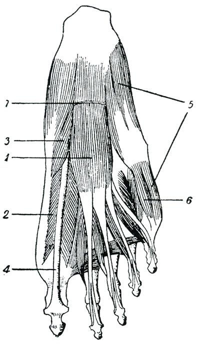 Рис. 74. Мышцы подошвенной поверхности стопы (поверхностный слой). (Пуарье.) 1 - короткий общий сгибатель пальцев, 2 - короткий сгибатель большого пальца, 3 - отводящая большой палец мышца, 4 - сухожилье длинного сгибателя большого пальца, 5 - отводящая мышца V пальца, 6 - короткий сгибатель V пальца, 7 - начало подошвенного апоневроза
