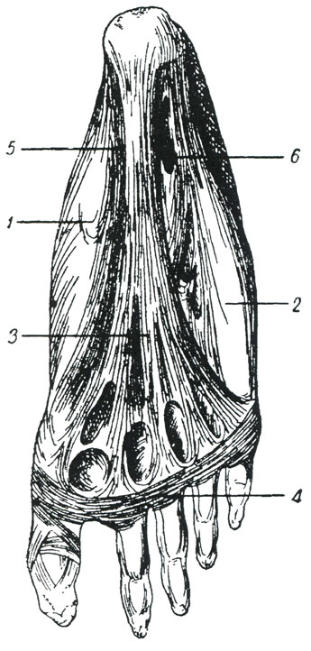 Рис. 80. Поверхностный апоневроз стопы. (Пуарье.) 1 - медиальная часть апоневроза, образующая влагалища для мышц большого пальца, 2 - латеральная часть апоневроза, образующая влагалища для мышц малого пальца, 3 - средняя часть апоневроза стопы, 4 - поперечные связки, 5 - углубление, соответствующее межмышечной перегородке, отделяющей медиальное мышечное влагалище от среднего, 6 - углубление, соответствующее межмышечной перегородке, отделяющей среднее мышечное влагалище от латерального