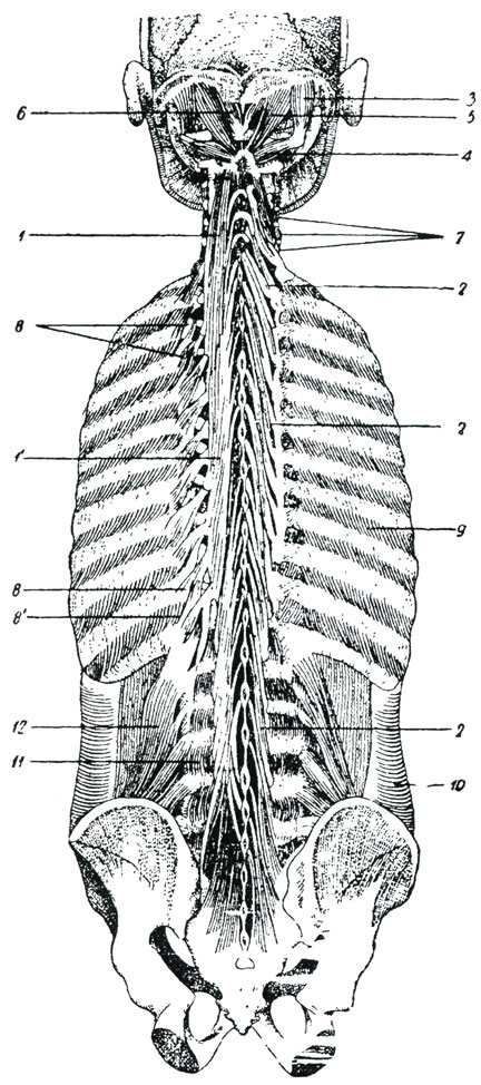 Рис. 86. Глубокие мышцы спины. (Барделебен-Эйзлер.) (Мышцы полуостистые и поперечно-остистые позвоночного столба прямые и косые затылочного сустава. Начальное сухожильное растяжение поперечной мышцы живота с обеих сторон удалено с правой стороны удалены и мышцы, поднимающие ребра). 1 - полуостистые мышцы (1 - полуостистая шеи, 1 '- полуостистая спины), 2 - мышца многораздельная, 3 - верхняя косая головы, 4 - нижняя косая мышца головы, 5 - прямая задняя большая мышца головы, 6 - прямая задняя малая мышца головы, 7 - межпоперечные задние мышцы шейных позвонков, 8 - мышцы, поднимающие ребра (8 - короткие, 8' - длинные), 9 - наружные межреберные мышцы, 10 - поперечная мышца живота, 11 - межпоперечные мышцы поясничных позвонков, 12 - квадратная поясничная мышца