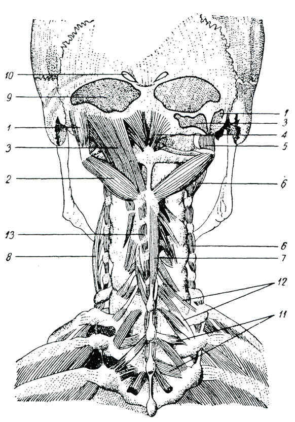 Рис. 87. Глубокие мышцы задней поверхности шеи и спины. (Барделебен-Эйзлер.) (С правой стороны удалены мышцы прямая задняя, большая головы и верхняя косая головы). 1 - косая верхняя мышца головы, 2 - косая нижняя мышца головы, 3 - прямая задняя большая мышца головы, 4 - прямая задняя малая мышца головы, 5 - боковая прямая мышца головы, 6 - мышцы шеи межпоперечные задние, 7 - остистая мышца шеи, 8 - межпоперечная мышца шеи длинная (редко встречается), 9 - поверхность прикрепления полу остистой мышцы головы, 10 -  поверхность прикрепления трапецевидной мышцы, 11 - короткие поворачивающие мышцы, 12 - длинные поворачивающие мышцы, 13 - межостистые мышцы шеи