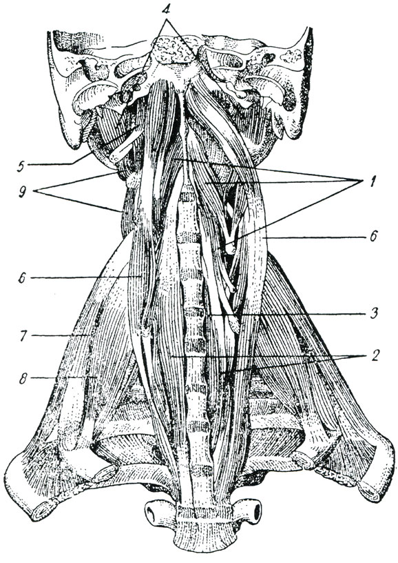 Рис. 88. Глубокие мышцы передней поверхности шеи. (Барделебен-Эйзлер.) 1, 2, 3 - длинная мышца шеи (1 - ее верхняя косая часть, 2 - ее нижняя косая часть, 3 - ее медиальная прямая часть), 4 - прямая боковая мышца головы, 5 - прямая передняя мышца головы, 6 - длинная мышца головы, 7 - средняя лестничная мышца, 8 - передняя лестничная мышца, 9 - передние межпоперечные мышцы шеи