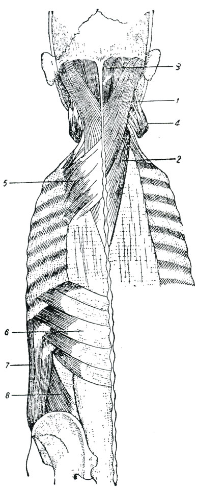 Рис. 89. Второй слой мышц задней поверхности туловища. (Барделебен-Эйзлер.) 1 - ременная мышца головы, 2 - ременная мышца шеи, 3 - полуостистая головы, 4 - мышца, поднимающая лопатку - ее прикрепление к шейным позвонкам, 5 - задняя верхняя зубчатая мышца, 6 - задняя нижняя зубчатая мышца, 7 - наружная косая мышца живота, 8 - внутренняя косая мышца живота