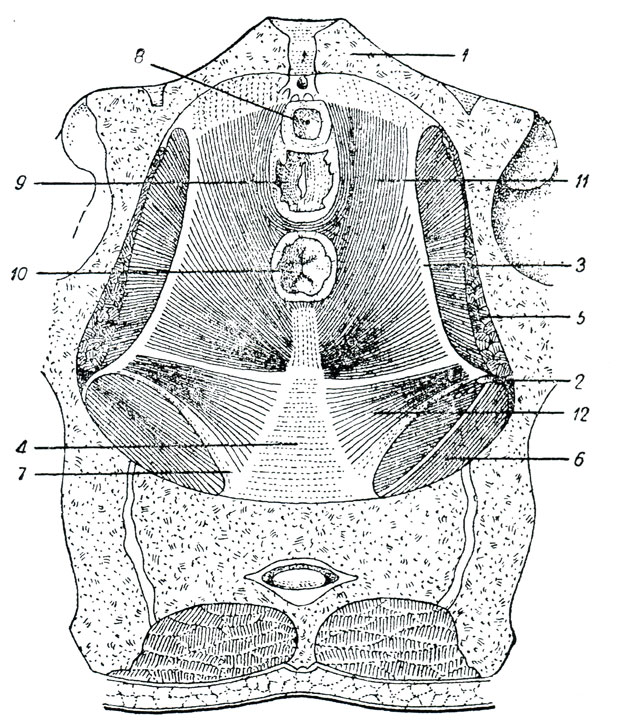 Рис. 93. Мышцы тазового дна или диафрагмы таза. (Пуарье.) 1 - лобковая кость, 2 - ость седалищной кости, 3 - утолщенная часть апоневроза внутренней запирательной мышцы, 4 - копчик, 5 - внутренняя запирательная мышца, 6 - грушевидная мышца, 7 - остисто-крестцовая связка, 8 - мочеиспускательной канал, 9 - влагалище, 10 - прямая кишка, 11 - мышца, поднимающая задний проход, 12 - седалищно-копчиковая мышца