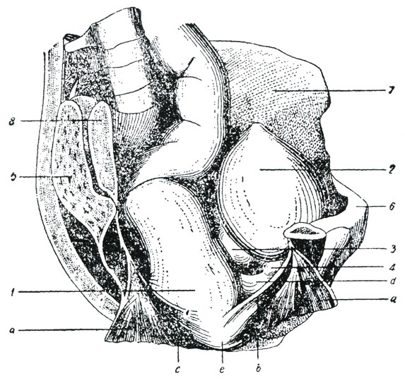 Рис. 96. Боковая стенка тазовой полости удалена. (Лесгафт.) 1 - прямая кишка, 2 - мочевой пузырь, 3 - семенные пузырьки, 4 - предстательная железа, 5 - часть правой подвздошной кости, 6 - лобковое сращение, 7 - левая подвздошная кость, 8 - крестец: а - наружный слой поднимающей задний проход мышцы, b - внутренний слой этой мышцы, c - наружный прибавочный пучок продольных волокон прямой кишки, соответствующий мышце Трейтца, d-передний пучок продольных волокон прямой кишки, d - наружная сжимающая задний проход мышца (круговой слой)
