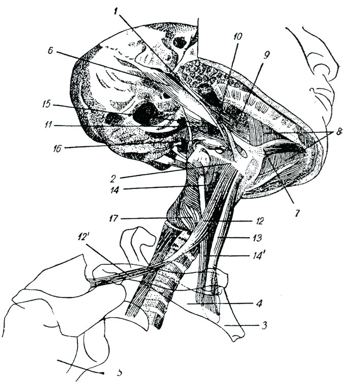 Рис. 101. Мышцы подъязычной кости. (Браус.) 1 - шиловидный отросток, 2 - большой рожок подъязычной кости, 3 - рукоятка грудной кости, 4 - 1 ребро, 5 - лопатка, 6 - двубрюшная мышца - заднее брюшко, 7 - двубрюшая мышца - переднее брюшко, 8 - мышца челюстно-подъязычная, 9 - мышца шило-язычная, 10 - мышца шило-подъязычная, 11 - мышца шило-глоточная, 12 - мышца подъязычно-лопаточная, 12' - нижнее брюшко лопаточно-подъязычной мышцы, 13 - мышца грудино-подъязычная, 14 - мышца щитовидно-подъязычная, 14' - мышца грудино-щитовидная, 15 - сжиматель глотки верхний, 16 - сжиматель глотки средний, 17 - сжиматель глотки нижний