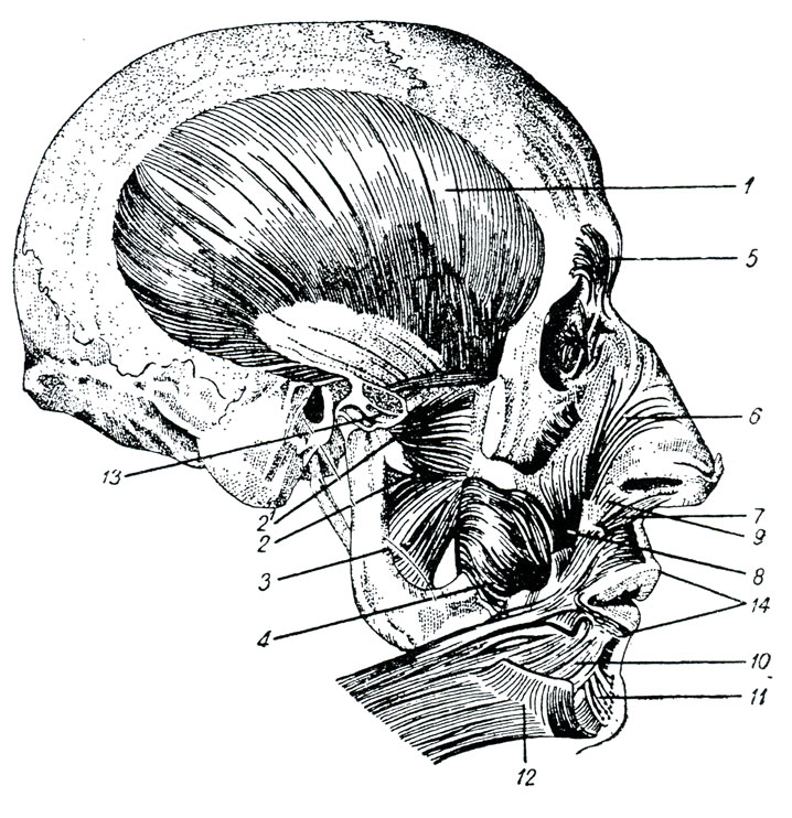 Рис. 103. Мышцы головы. (Браус.) 1 - височная мышца, 2 - наружная крыловидная мышца (2' - верхняя часть наружной крыловидной мышцы, оканчивающаяся на межсуставном хряще и 2 - нижняя часть, прикрепляющаяся к шейке суставного отростка нижней челюсти), 3 - внутренняя крыловидная мышца, 4 - щечная мышца, 5 - мышца, сморщивающая бровь, 6 - поперечная мышца носа, 7 - мышца, оттягивающая перегородку носа, 8 - мышца, поднимающая угол рта, или собачья, 9 - мышца, опускающая крыло носа, 10 - четырехугольная мышца нижней губы, 11 - мышца подбородка, 12 - начало подкожной мышцы шеи, 13 - мениск сустава нижней челюсти, 14 - круговая мышца рта