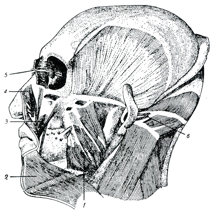 Рис. 104. Глубокий слой мышц лица. (Тольдт.) 1 - собственно жевательная мышца, 2 - подкожная мышца шеи, 3 -мышца, поднимающая угол рта, 4 - поперечная мышца носа, 5 - мышца Горнера, 6 - задняя ушная мышца