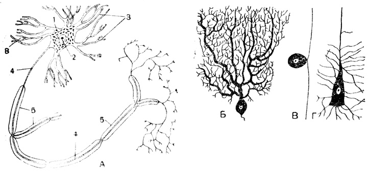 Рис. 1. Форма строения нейронов: А - общая схема строения нейрона; Б - клетка из коры мозжечка; В - афферентный нейрон; Г - пирамидная клетка из коры больших полушарий: 1 - тело нейрона, 2 - ядро, 3 - дендриты, 4 - аксон, 5 - миелиновая оболочка