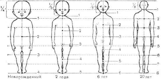 Рис 2. Пропорции тела: пунктирные линии делят длину тела на 8 равных частей, а короткие линии с цифрами справа от фигур - на части, равные длине головы