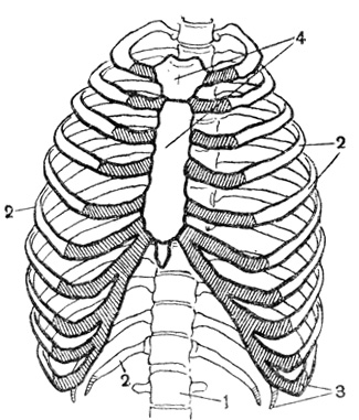 Рис. 5. Грудная клетка: 1 - позвоночник; 2 - ребра; 3 - хрящевая часть ребер; 4 - грудина