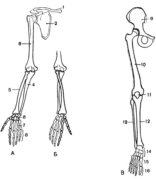 Рис. 6. Скелет верхней конечности при положении кисти ладонью вперед (А) и назад (Б) и скелет нижней конечности (В): 1 - ключица; 2 - лопатка; 3 - плечевая кость; 4 - локтевая кость; 5 - лучевая кость; 6 - запястье; 7 - пясть; 8 - кости пальцев; 9 - тазовая кость; 10 - бедренная кость; 11 - коленная чашечка; 12 - большая берцовая кость; 13 - малая берцовая кость; 14 - кости предплюсны; 15 - кости плюсны; 16 - кости пальцев