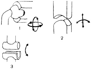 Рис. 10. Схемы основных форм суставов: 1 - шаровидная форма (движения возможны во всех направлениях); 2 - седловидная форма (движения в двух взаимно перпендикулярных плоскостях); 3 - цилиндрическая форма (движения в одной плоскости)