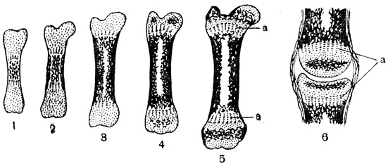 Рис. 12. Последовательные этапы окостенения: 1 - начало окостенения в диафизе; 2 - средняя часть диафиза полностью состоит из костной ткани (по краям - плотной, в середине - губчатой); 3 - начало образования полости в диафизе; 4 - появление очагов окостенения в эпифизах; 5 и 6 - хрящевая прокладка (а) между диафизом и эпифизами