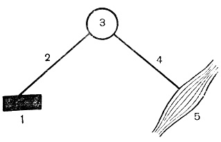 Рис. 25. Общая схема рефлекторной дуги: 1 - рецептор; 2 - центростремительный нерв; 3 - центральная нервная система; 4 - центробежный нерв; 5 - орган, дающий ответную реакцию