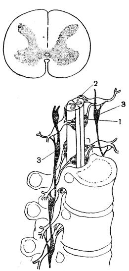 Рис. 26. Спинной мозг: вверху - поперечный разрез спинного мозга; внизу - спинной мозг в позвоночном канале; 1 - передние корешки нервов; 2 - задние корешки; 3 - пограничный симпатический ствол