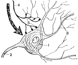 Рис. 28. Схема синапсов: 1 - тело нервной клетки; 2 - ее аксон; 3 - ее дендриты; 4 - аксон другой нервной клетки; 5 - синапсы