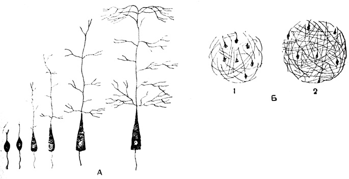 Рис. 31. Развитие нейронов: А - рост пирамидной клетки коры больших полушарий и разрастание дендритов; Б - расстояние между соседними нервными клетками у новорожденного (1), у двухлетнего ребенка (2)