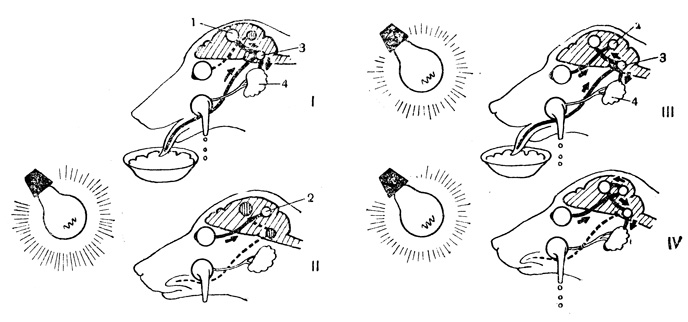 Рис. 32. Образование условного рефлекса (стрелки показывают путь возбуждения): I - безусловный рефлекс; II - действие светового раздражителя, ставшего условным; центры в коре - пищевой (1) и зрительный (2); 3 - слюноотделительный центр в продолговатом мозге; 4 - слюнная железа