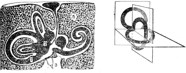 Рис. 38. Схема костного мозга и перепончатого лабиринта: слева черным показан перепончатый лабиринт, расположенный внутри костного; справа - расположение полукружных каналов в трех взаимно перпендикулярных плоскостях; 1 - полукружные каналы; 2 - отолитовый аппарат; 3 - часть полости среднего уха; 4 - улитка; 5 - костная ткань