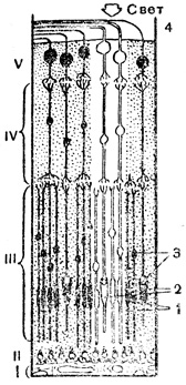 Рис. 51. Схема строения сетчатки. I - прилегающий к сетчатке край сосудистой оболочки; II - слой пигментных клеток; III - слой палочек и колбочек; IV и V - два последовательных ряда нервных клеток, на которые переходит возбуждение с палочек и колбочек; 1 - палочки; 2 - колбочки; 3 - ядра палочек и колбочек; 4 - нервные волокна