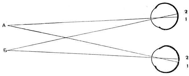 Рис. 53. Схема бинокулярного зрения: изображение пунктов А и Б падает на идентичные точки обеих сетчаток, обозначенные одинаковыми цифрами