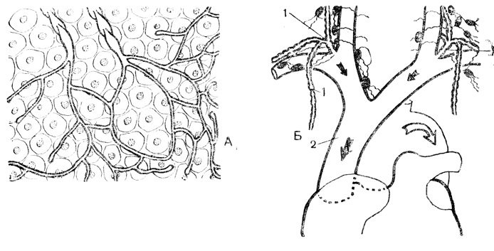 Рис. 57. Лимфатические сосуды: А - начало лимфатических сосудов в ткани; Б - лимфатические протоки (1), впадающие в кровеносную систему; 2 - верхняя полая вена