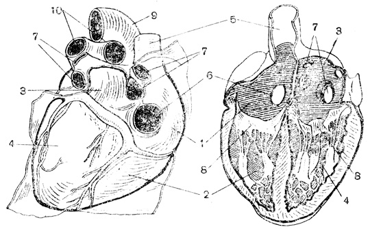 Рис. 59. Строение сердца. Слева - вид сердца сзади; справа - сердце в разрезе (вид спереди); 1 - правое предсердие; 2 - правый желудочек; 3 - левое предсердие; 4 - левый желудочек; 5 - верхняя полая вена; 6 - просвет нижней полой вены; 7 - легочные вены; 8 - клапаны между предсердиями и желудочками; 9 - аорта; 10 - правая и левая легочные артерии