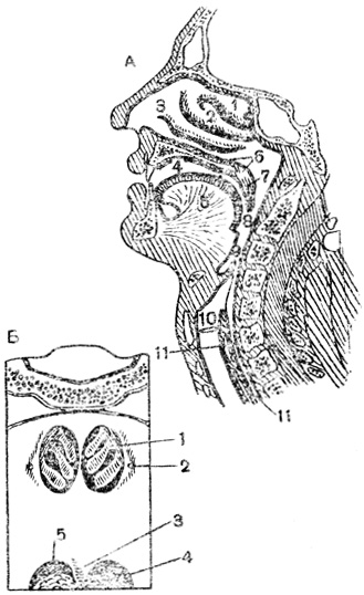 Рис. 68. Верхние дыхательные пути: А - продольный разрез: 1, 2, 3 - носовые раковины; 4 - полость рта; 5 - язык; 6 - твердое нёбо; 7 - мягкое нёбо; 8 - носоглотка; 9 - надгортанник; 10 - гортань; 11 - пищевод; Б - полость носа (вид сзади, со стороны носоглотки): 1 - носовые раковины; 2 - отверстие канала, ведущего в полость среднего уха; 3 - язычок; 4 - задняя часть спинки языка; 5 - полость рта