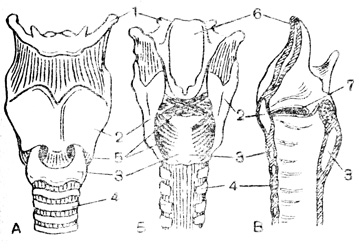 Рис. 69. Гортань. А - вид спереди; Б - сзади; В - сбоку в разрезе: 1 - подъязычная кость; 2 - щитовидный хрящ; 3 - перстневидный хрящ; 4 - хрящи трахеи; 5 - мышцы гортани; 6 - надгортанник; 7 голосовые связки