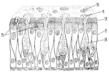 Рис. 70. Слизистая оболочка дыхательных путей: 1 - клетки с ресничками (2); 3 - железистые клетки, выделяющие слизь (4); 5 - белые тельца, выходящие на поверхность слизистой оболочки
