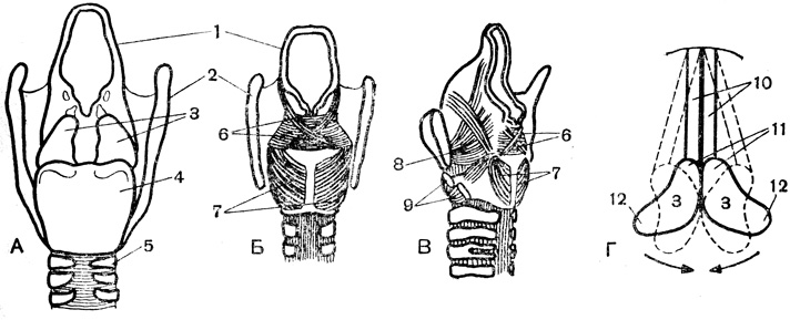 Рис. 76. Двигательный аппарат голосовых связок: А - хрящи гортани (сзади); Б и В - мышцы (спереди и сбоку); Г - схема действия мышцы, раскрывающей голосовую щель; 1 - надгортанник, 2 - щитовидный хрящ; 3 - черпаловидные хрящи; 4 - перстневидный хрящ; 5 - трахея; 6-9 мышцы, суживающие голосовую щель (6), раскрывающие ее (7), расслабляющие голосовые связки и суживающие голосовую щель (8), натягивающие голосовые связки и суживающие голосовую щель (9); 10 - голосовые связки; 11 - голосовой отросток черпаловидного хряща; 12 - мышечный отросток; стрелки - направление тяги при сокращении мышц; прерывистые линии показывают перемещение черпаловидных хрящей и раскрытие голосовой щели